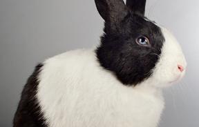 SAVE A BUNNY